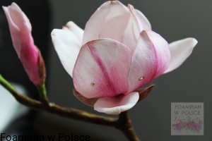 Zestaw moldow do Magnolia 